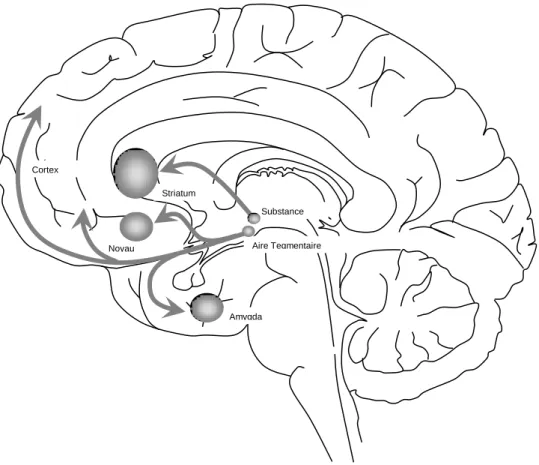 Figure 1:   Le système dopaminergique est composé de deux voies neuronales : la voie nigro- nigro-striée  (entre  la  substance  noire  et  le  striatum  dorsal)  et  la  voie  mésocorticolimbique  (entre  l’aire  tegmentaire  ventral,  le  système  limbiq