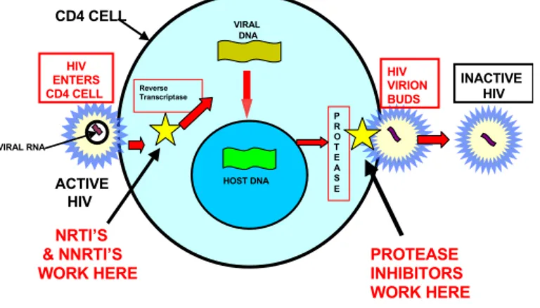 Figure 2: Antiretroviral mechanisms against HIV replication 
