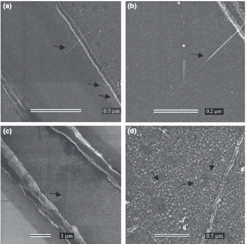 Fig. 4. Scanning electron microscopy images of CNTs grown by CCVD (black arrows point out some CNTs)