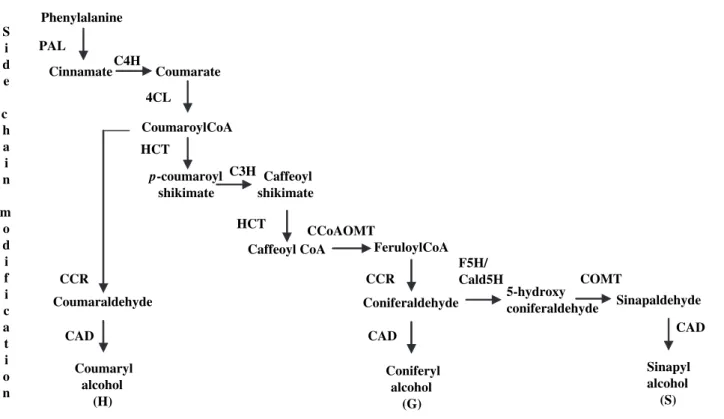 Figure 1. Model of monolignol biosynthesis pathway in angiosperms.