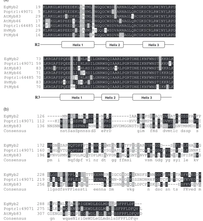 Figure 2. Sequence analysis of the EgMYB2 protein.