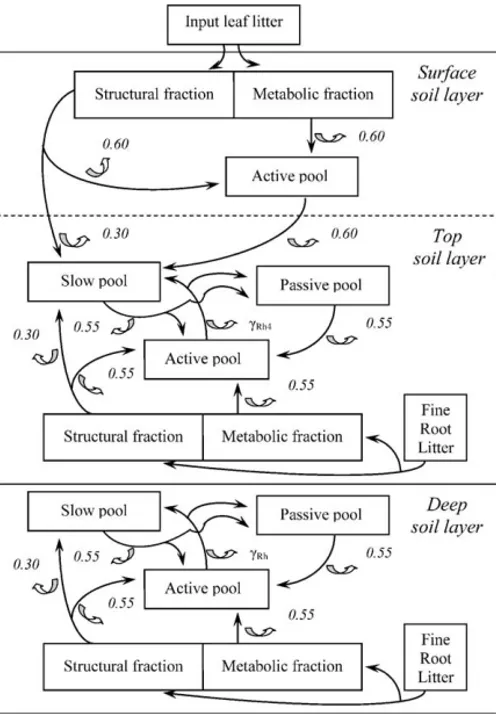 Fig. 2. Flow diagram for the soil carbon sub-model. Each boxes is a state variable for soil carbon (i.e