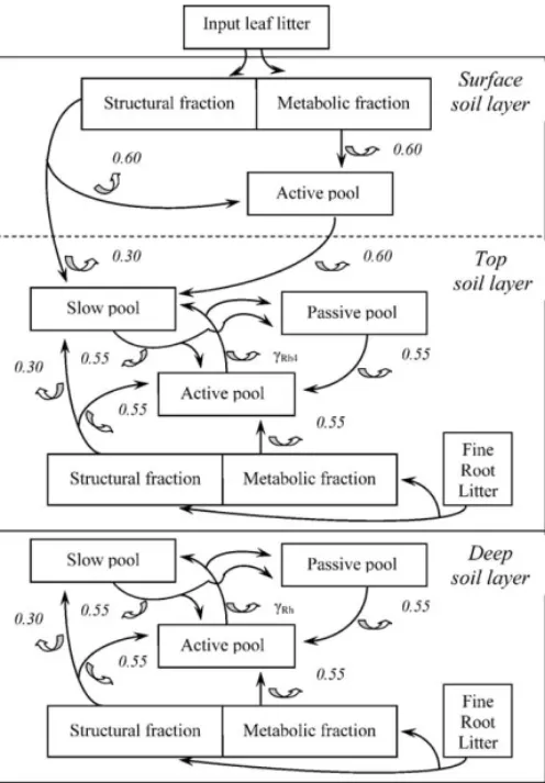 Fig. 2. Flow diagram for the soil carbon sub-model. Each boxes is a state variable for soil carbon (i.e