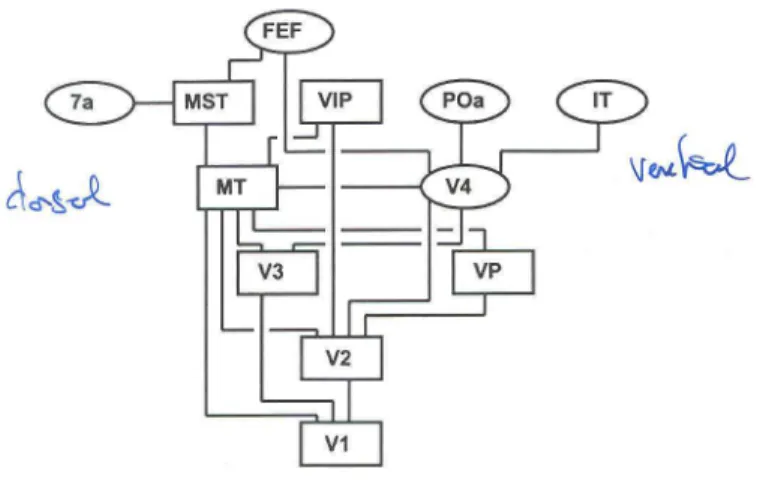 Figure 1: Hierarchical organization of the visual cortical areas, from [18], (see [19] for an introduction)