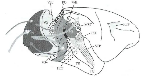 Figure 2: Anatomical localization of visual cortical areas which connectivity is schematized in Fig