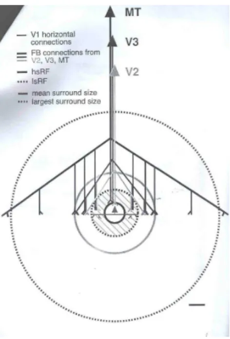 Figure 3: Summary diagram showing the spatial scales of horizontal versus feed- feed-back connections (from [3])