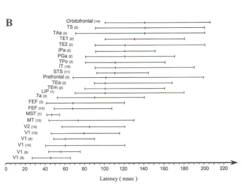 Figure 4: Latencies of visual responses in different cortical areas, from [18]