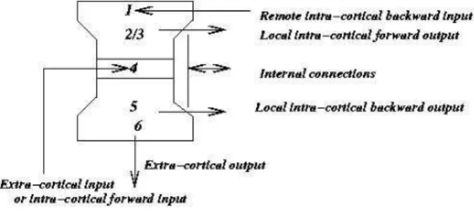 Figure 5: Schematic description of a cortical column, from [20].