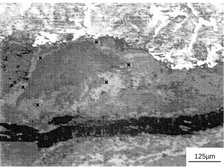 Figure 7 – Right arrow head PM 502 (piece B). Traces of initial metallic microstructure (grain boundaries) in the oxide laye (zones referenced with crosses).