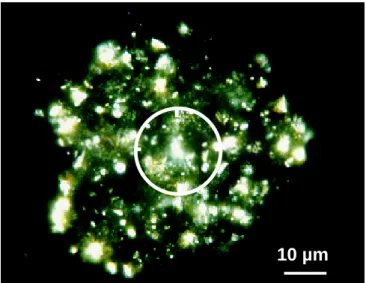 Fig.  1.  Micrograph  of  an  activated  sludge  floc  spiked  with  Aquatal  particles  between  crossed  polarizer and analyzer