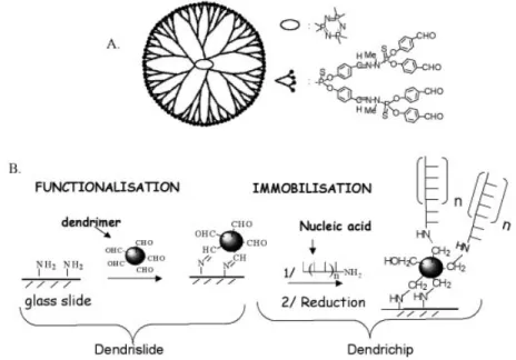 Figure 1. Scheme of dendrimer `generation 4' (A) and description of surface activation to ®x the dendrimers and immobilisation method for covalent binding of nucleic acids (DNA probes) on the activated glass slide surface (B).