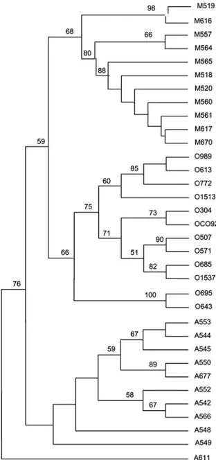 Figure 1. Unrooted tree showing the phylogenetic relationships among the 35 studied Yersinia pestis isolates inferred from sequence analysis of the combination of the eight intergenic  spac-ers using the unweighted pair group method with arithmetic mean me
