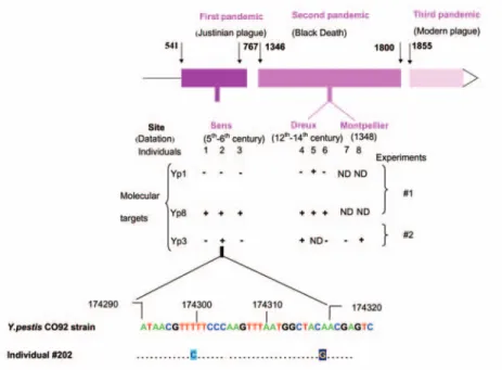 Figure 2. Molecular detection of Yersinia pestis was achieved in the dental pulp of remains of humans excavated from one Justinian and two Black Death mass graves in France by spacer amplification and sequencing (+, positive  poly-merase chain reaction [PC