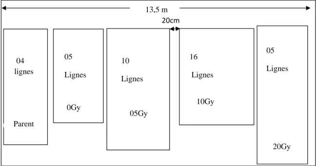 Figure 6. – Schéma du dispositif expérimental. 