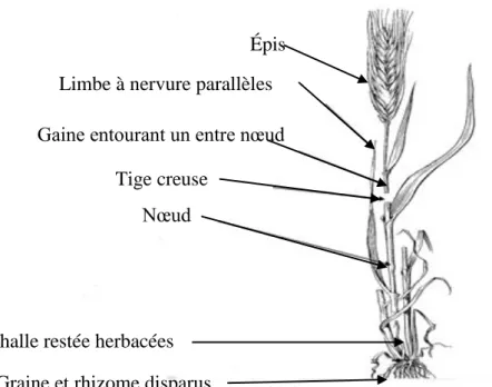 Figure 1 - Morphologie de l’orge (SOLTNER ,2005) 