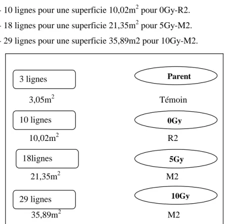 Figure 7 – Schéma du dispositif expérimental 