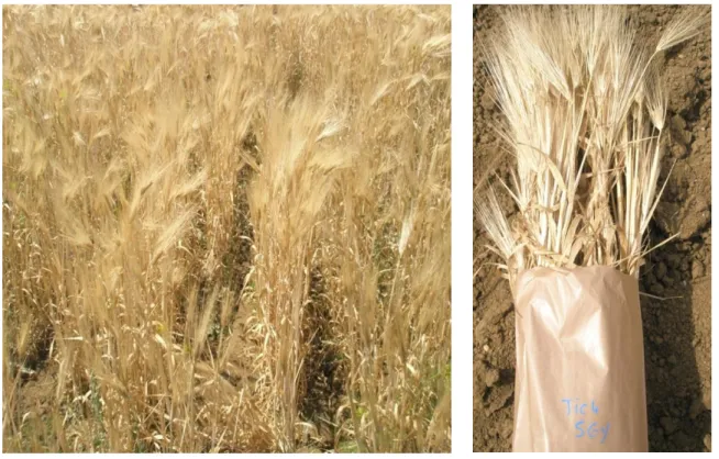 Figure 8a – Récolte à maturité complète des grains 