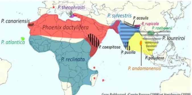 Figure 6 : Représentation de la distribution des différentes espèces de phœnix dans le monde  (D’après BARROW, 1998 ; HENDERSON, 2009)