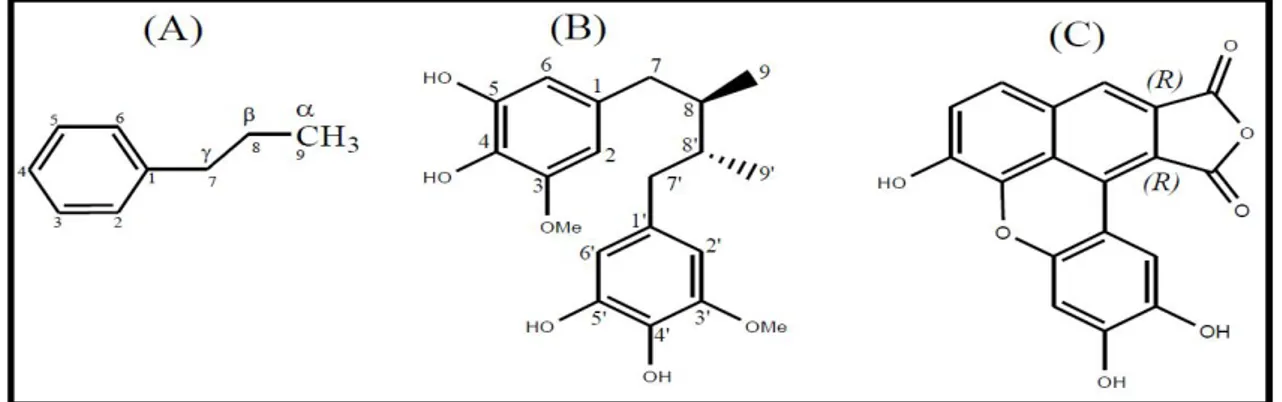 Figure 08: Exemples des structures chimiques des lignanes. (A) unité de phénylpropane 