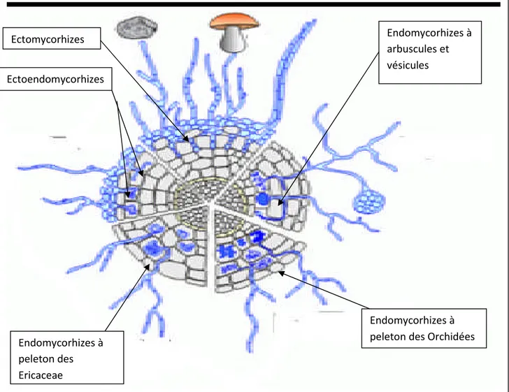 Figure 5 : Principales forme des mycorhizes (Le Tacon, 1985). II. 4 La reproduction du champignon endomycorhizien