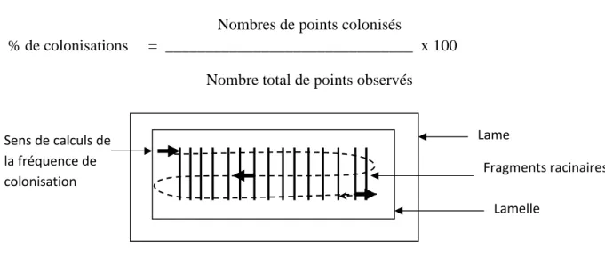 Figure 7 : schématisation de la méthode d’observation et calcul de la fréquence de colonisation par les champignons mycorhizogènes et foncés septes.