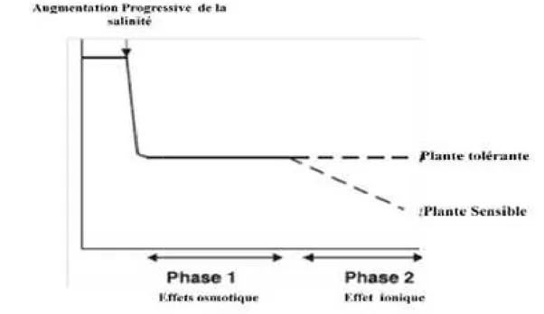 Figure 9.  Schématisation  des  deux  phases  de  développement  des  plantes  tolérantes  et 