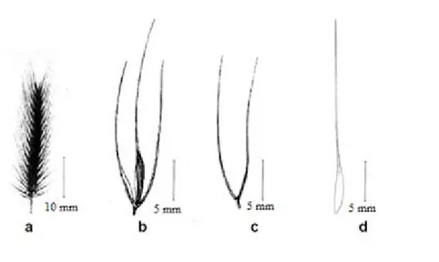 Fig. 6 : Représentation schématique des détails d’un épi de l’espèce Hordeum marinum ssp