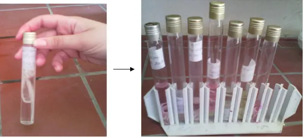 Fig. 11 : Photographie des épillets fixés dans HCl puis conservés à l’alcool 70°.