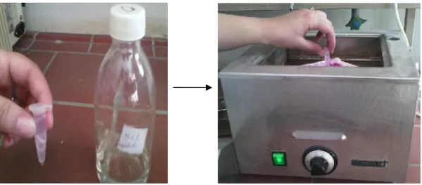 Fig. 12 : Photographie des épis dans HCl 1N subissant une hydrolyse acide au bain