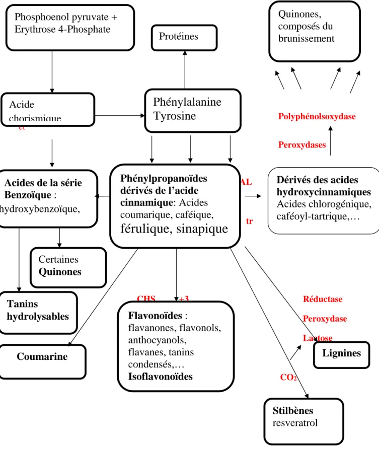 Figure 4 : Voies de Biosynthèse des composés phénoliques (Macheix, 2005)