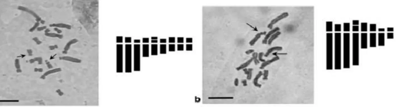 Fig 10 : Cliché de métaphase mitotique and idiogrammes correspondant aux espèces Barnardia et Hyacinthoides
