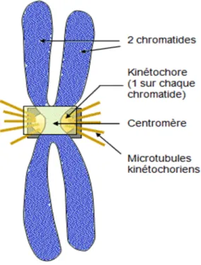 Figure 11 : structure d’un chromosome métaphasique (Dolisi, 2013)