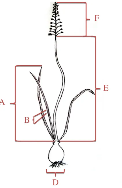 Figure 15 : caractères morphologiques quantitatifs mesurés chez les deux espèces Prospero