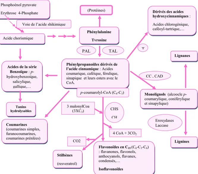 Figure  01  :  les  grandes  lignes  de  la  biosynthèse  des  principaux  composées  phénoliques  (MACHEIX et al., 2005)