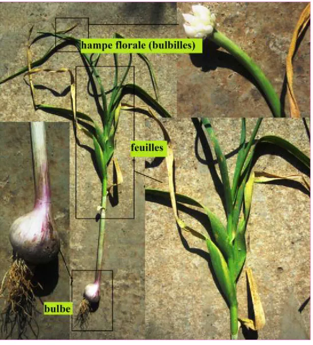 Figure 03: Allium sativum (Tizi gheniff, 2015)  2.1.2.  Taxonomies et systématiques  Classification de Cronquist (1981)  Règne    Plantae  Sous-règne     Tracheobionta  Division   Magnoliophyta  Classe    Liliopsida  Sous-classe     Liliidae 