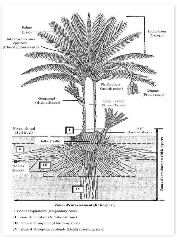 Figure 01: Schéma du palmier dattier, Munier, 1973.
