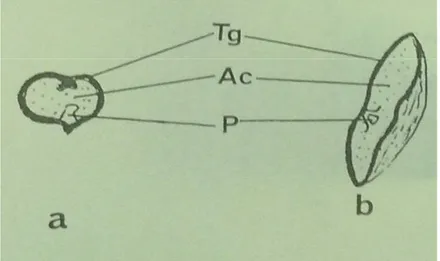 Figure 07: Coupe transversale (a) et longitudinale (b) de la graine sèche (dessin Gr x I).Yakoub –Bougdal, 1984.