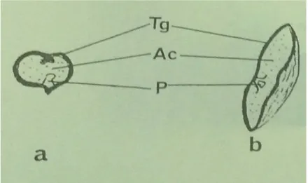 Figure 07: Coupe transversale (a) et longitudinale (b) de la graine sèche (dessin Gr x I).Yakoub –Bougdal, 1984.
