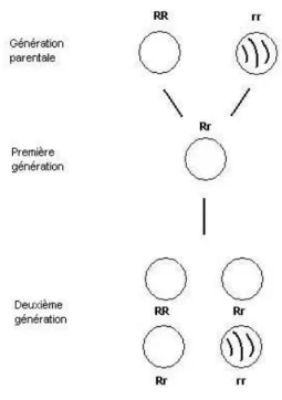 Fig. 2 – Premi` ere exp´ erience de Mendel