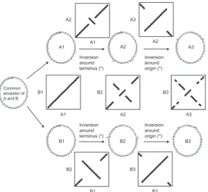 Figure 2c)  were  consistent  with  the  occurrence  of  large inversions  that  pivoted  around  the  origin  and  terminus (including multiple inversions of different sizes)