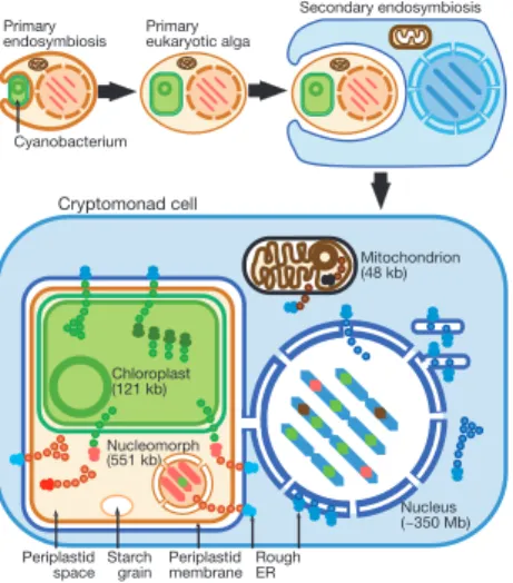 Figure 1 Secondary symbiogenetic origin and membrane topology of cryptomonads. After the primary endosymbiotic incorporation of a cyanobacterium to form the ®rst chloroplast (green), many of its genes were transferred into the host nucleus