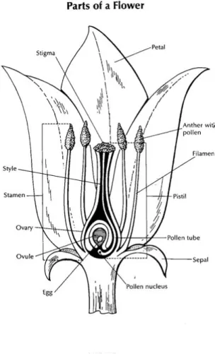 Figure 3 – Description d’une fleur