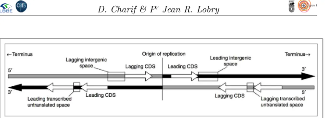 Figure 1 – Copie d’écran de la figure 1 dans Lobry &amp; Sueoka (2002) [17]. Inutile d’entrer dans les détails de la biologie moléculaire pour ce TP : il suffit de savoir que la machinerie réplication de l’ADN définit deux groupes de gènes : «  pré-coce » 