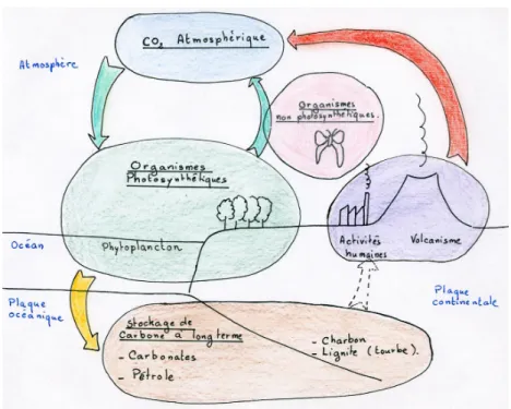 Figure 1 – Le cycle (simplifi´ e) du carbone