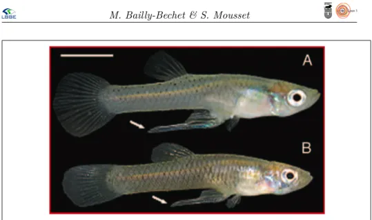 Figure 1 – Photographie de deux mâles de l’espèce Gambusia affinis provenant d’un environnement sans prédation (A) ou avec (B)