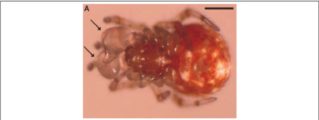 Fig. 2 – Photographie d’un mˆ ale de l’esp` ece Tidarren sisyphoides. Les deux p´ edipalpes (organes copulatoires) sont indiqu´ es par les deux flˆ eches