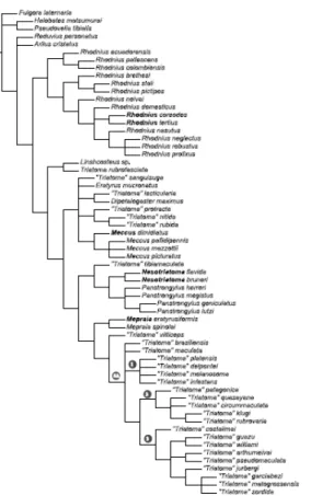 Fig. 1 – Source bibliographique initiale de la phylog´ enie ` a implanter.