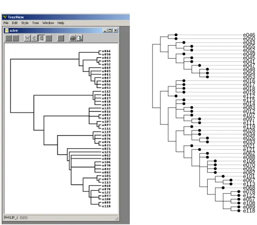 Fig. 4 – Repr´ esentation graphique de la phylog´ enie. A droite dans tree- tree-view.exe, ` a gauche dans ade4