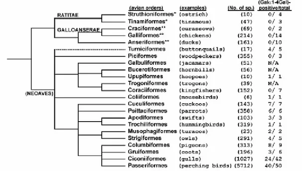 Fig. 3. Phylogeny of modern birds and expression of Gal_1-4Gal on avian egg white glycoproteins