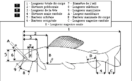 Figure 1 — Définition des 13 variables mesurées sur 120 individus.